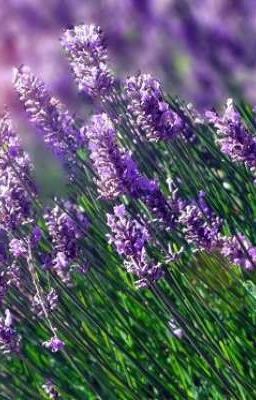 Lavender