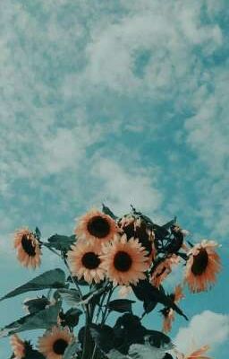 • ma sunflower • bts imagine •