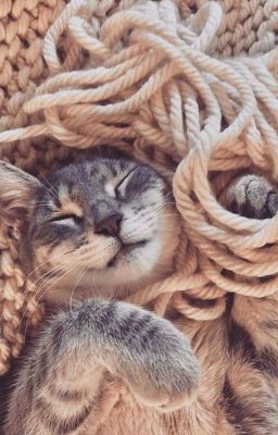 【meanie】°☆▪︎. áo len nâu cho năm con mèo.