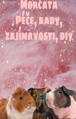 Morčata - péče, rady, zajímavosti, diy