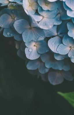 My Pretty Hydrangeas | Kookmin