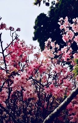 [NaruSaku] Hoa trong vườn ký ức