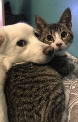 [NoRen] Nhật kí Cún nhỏ học cách làm sao ở chung với Mèo con