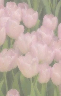 NORMIKE | FOOLSMIKE | Tulip hồng