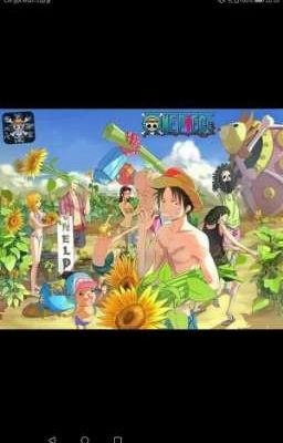 [ One Piece ] [ Franky Robin ] Đảo Hướng Dương 