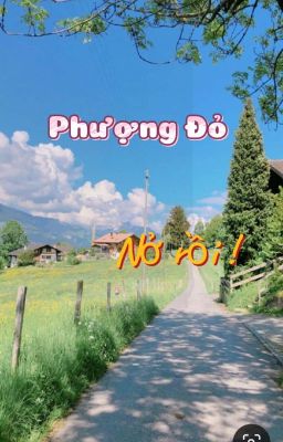 phượng Đỏ nở rồi ! 