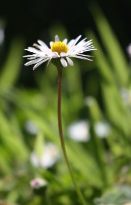 Pushing up Daisies