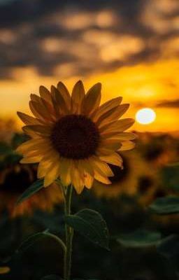 [RimSol] Sunflower 
