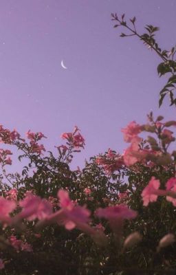 Satzu | Tặng chị bông hoa nè