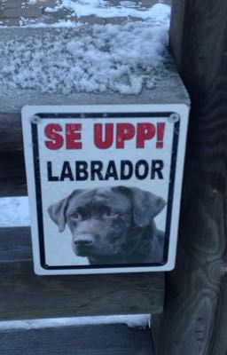 Se upp labrador