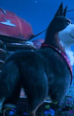 Secret Life of Pets Origins: Rooster  