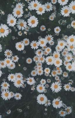 Seulrene • chrysanthemum