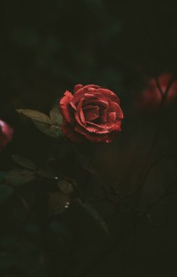 [ShikaNejiSaku] Hoa thầm thì
