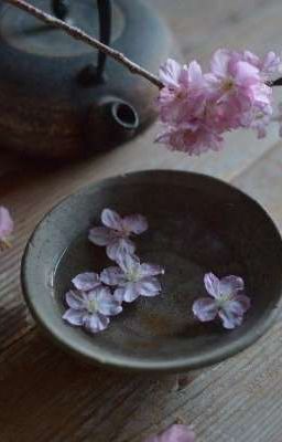 shinobu | trà hoa cúc. 