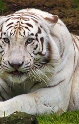 Snowflake the white tiger