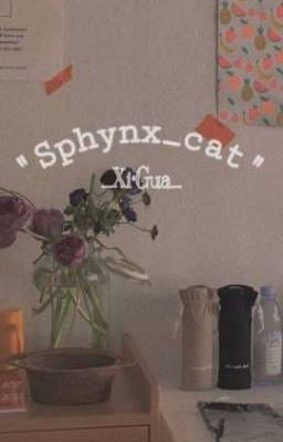 °Sphynx Cat°