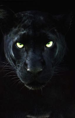 Spirit Animal: Pride of the Panther