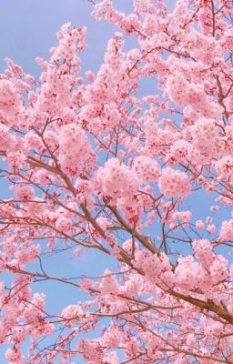 Spring has come-Wind Breaker Nii Satoru-Fanfic [Fem!Sakura]