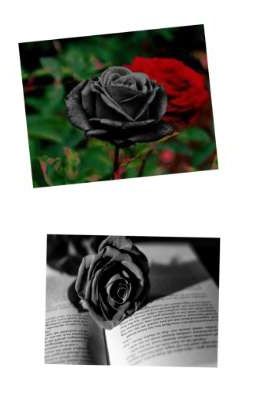 Sự Báo Thù Của Hoa hồng đen