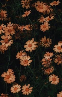 [ Suga x Jin ] • Hoa anh thảo muộn • 