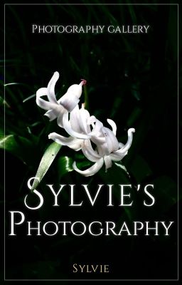 Sylvie's Photography