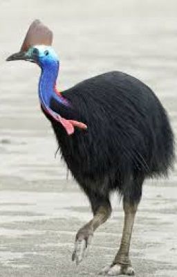 The Adventures of Keiko Haubjed - Cassowaries