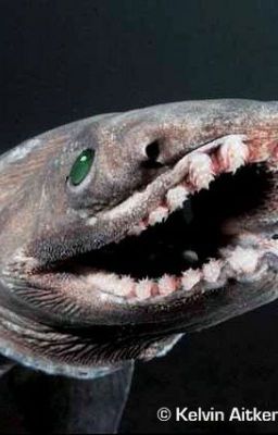 The Adventures of Keiko Haubjed - Frilled Sharks