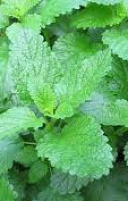 The Adventures of Keiko Haubjed - Lemon Balm