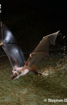 The Adventures of Keiko Haubjed - Mexican Fishing Bats