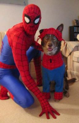 The Amazing Spider Dog