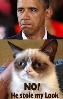 The Best of Grumpy Cat (and others)