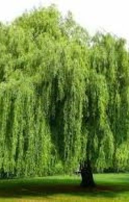 The Mystery of My Willow Tree