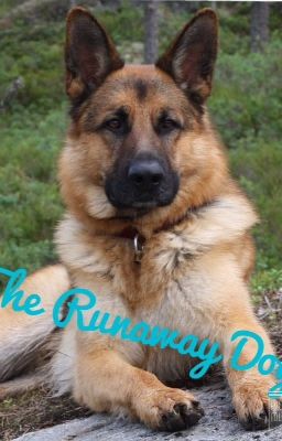 The Runaway Dog