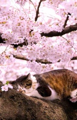 The Sakura tree