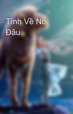 Tình Về Nơi Đâu