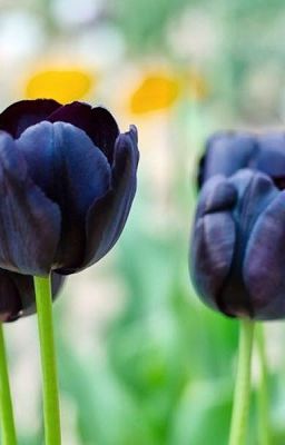 Tình yêu hoa Tulip
