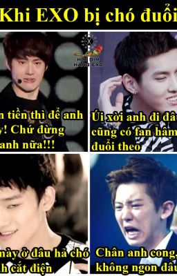 Tổng Hợp Truyện Vui Hội Dìm Hàng EXO