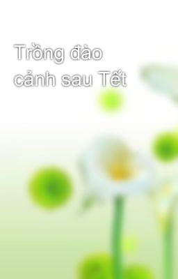 Trồng đào cảnh sau Tết