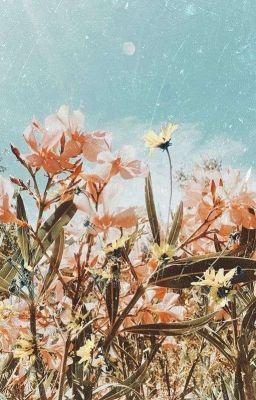 VenXiao - Giữa một cánh đồng hoa