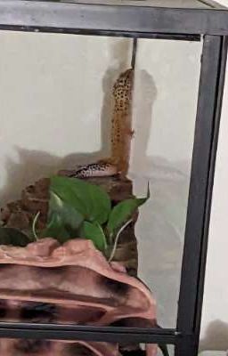 vertical gecko 