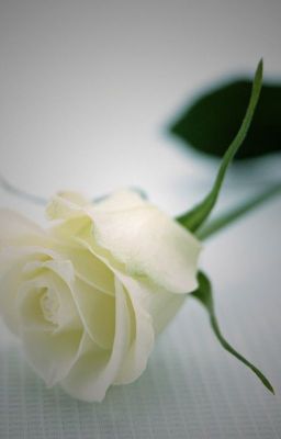 White Rose :))