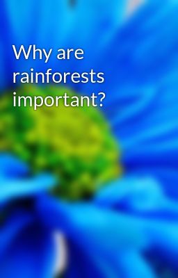 Why are rainforests important?