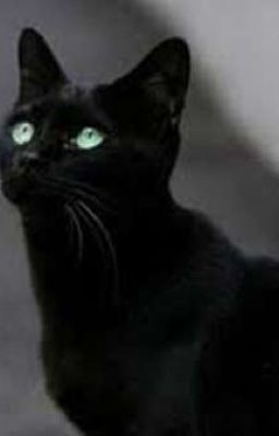 [X] con mèo đen của tôi