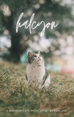 【𝐇𝐀𝐋𝐂𝐘𝐎𝐍】- a warrior cats short story